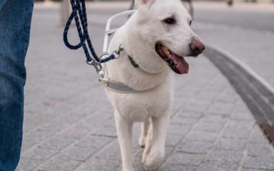 Anfrage: Ausnahmen von der Leinenpflicht für Hunde in Parks zulassen