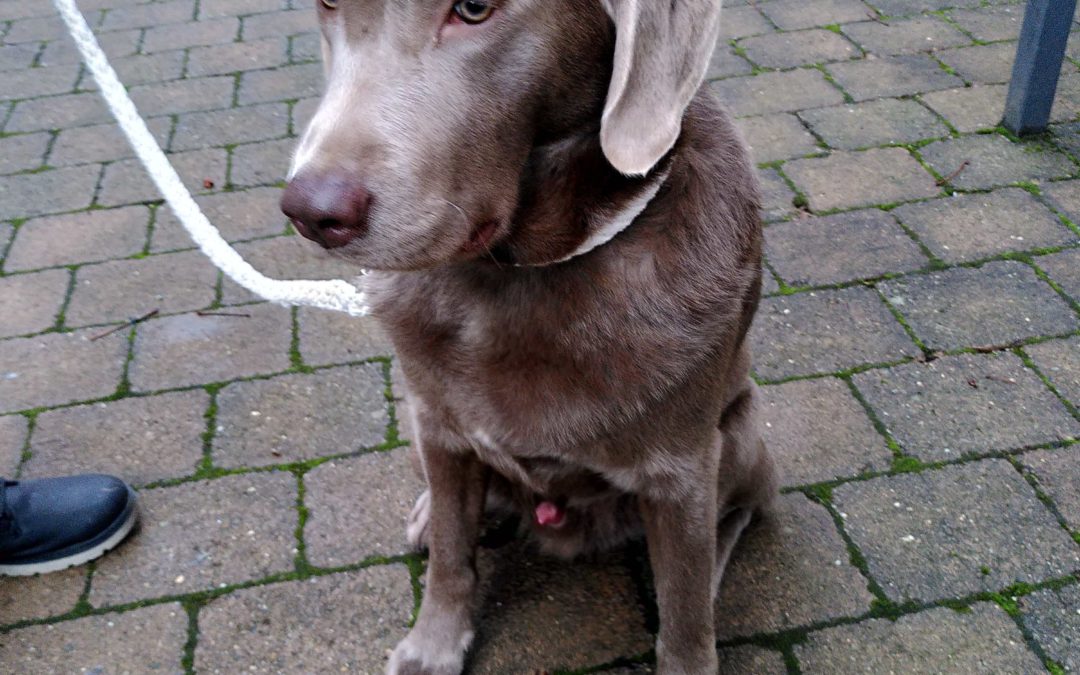 Antwort auf unsere Anfrage: Freiburg bekommt bald eine Hundewiese!